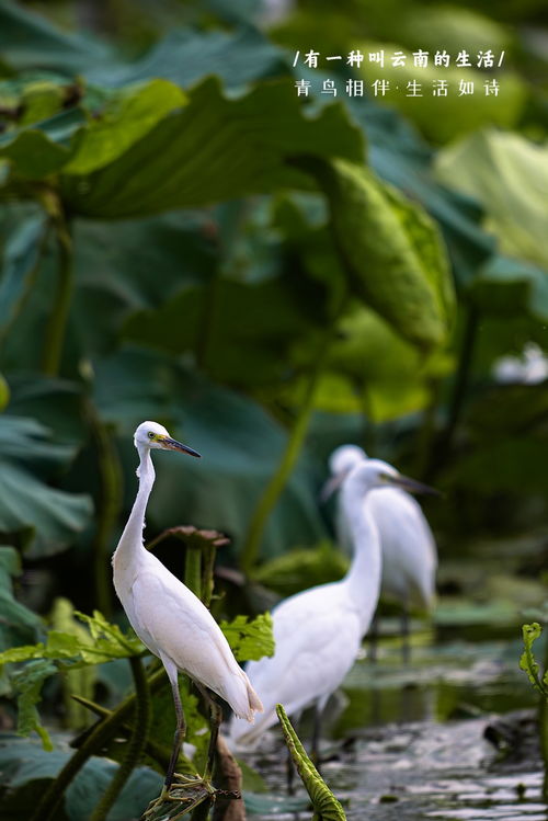 青鳥相伴,生活如詩(shī)