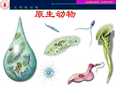 動(dòng)物生物學(xué)-原生動(dòng)物門
